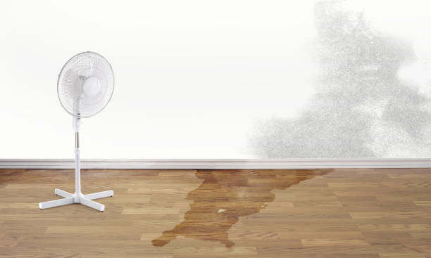 Best Water damage contractors near me  in Edisto, SC
